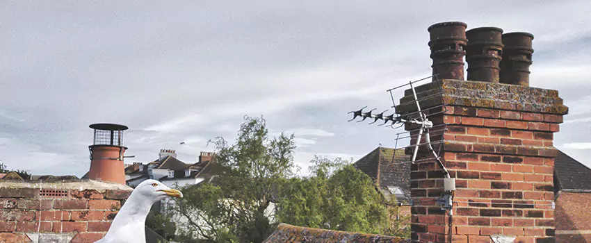 Chimney Cleaning And Restoration in Godfrey, Illinois